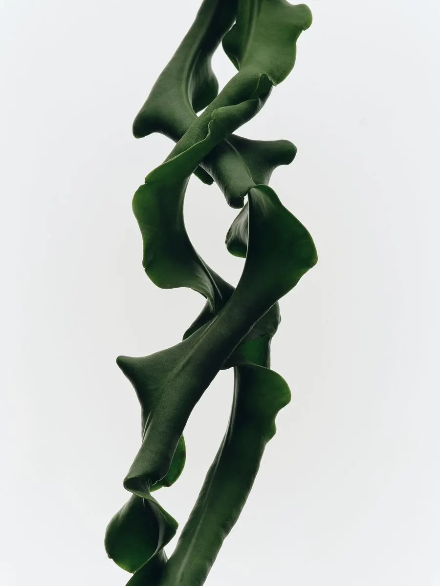 Kosbiotic — Still Life 2025 — Metro & bus campaign (9/10)